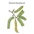 Honeylocust Gleditsia sinensis , medicinal plant