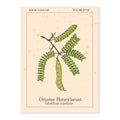 Honeylocust Gleditsia sinensis , medicinal plant