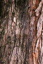 Honeylocust tree crust texture, close up Royalty Free Stock Photo