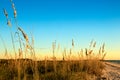 Honeymoon Island Sea Oats Royalty Free Stock Photo