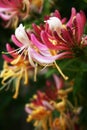 Honeysuckle