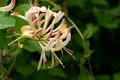 Honeysuckle Royalty Free Stock Photo