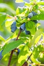 Honeysuckle berries at branch - Lonicera kamtschatica