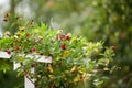 Honeysuckle berries growing in a garden outdoors. Bright red fruit growth on a common perennial plant creating a Royalty Free Stock Photo