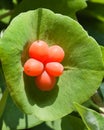 Honeysuckle berries (Lonicera caprifolium)