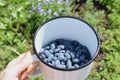 Honeysuckle berries in mug in human hand.