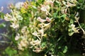 Honeysuckle blossoming -Lonicera caprifolium