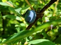 Honeysuckle blue berry on a bush. Honeyberry close up for bio organic PYO farm poster. Royalty Free Stock Photo