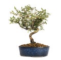 Honeysuckle bonsai tree, Lonicera caprifolium, isolated