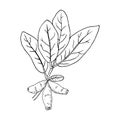 Honeysuckle branch with ripe berries and leaves. Lonicera japonica. Medical plants hand drawn. Vector illustration