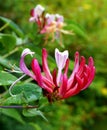Honeysuckle, close up, with background image.