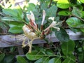 Honeysuckle