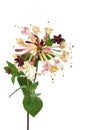 Honeysuckle Flower Royalty Free Stock Photo