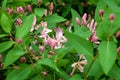 Honeysuckle flower blossom in spring nature season. Summer flower honeysuckle. Woodbind