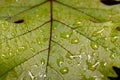 Honeysuckle flower, close-up. there are raindrops.Grape tree leaf with raindrops on it. close-up. Royalty Free Stock Photo