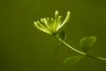 Honeysuckle flower, Lonicera Royalty Free Stock Photo