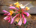 Honeysuckle Flower