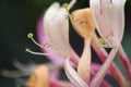 Honeysuckle flower,shallow dof,(Lonicera periclymenum Serotina) Royalty Free Stock Photo