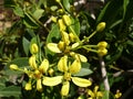 Honeysuckle Flower