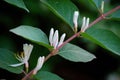 Honeysuckle flowers Royalty Free Stock Photo