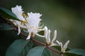 Honeysuckle flowers Royalty Free Stock Photo