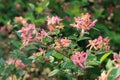 Honeysuckle flowers