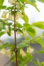 Honeysuckle, flowers close-up Royalty Free Stock Photo