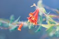 Honeysuckle flowers growing in a summer garden Royalty Free Stock Photo