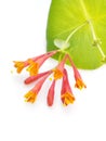 Honeysuckle flowers isolated Royalty Free Stock Photo