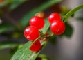 The honeysuckle fruit microspur