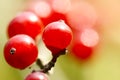 Honeysuckle fruits