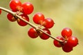 Honeysuckle fruits Royalty Free Stock Photo