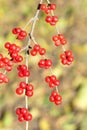 Honeysuckle fruits Royalty Free Stock Photo