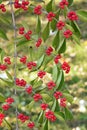 Honeysuckle fruits Royalty Free Stock Photo