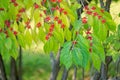 Autumnal leaves and fruits