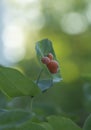 Honeysuckle fruits on stem