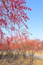 Honeysuckle fruits