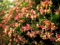 Honeysuckle in a garden