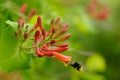 Honeysuckle. Garden plant. Royalty Free Stock Photo