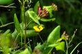 Honeysuckle. Garden plant. Royalty Free Stock Photo