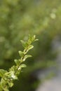 Honeysuckle Green Breeze