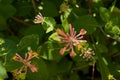 Honeysuckle green flower with pink red orange flowers Lonicera periclymenum