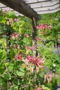 A honeysuckle flower in early summer Royalty Free Stock Photo