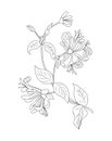 Honeysuckle June birth month flower line art.