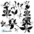 Vector set of silhouettes Lonicera or Japanese Honeysuckle with flower, bud and leaf in black isolated on white background.