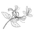 Vector bunch of outline Lonicera or Japanese Honeysuckle with flower, bud and leaf in black isolated on white background.