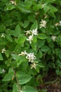 Honeysuckle Lonicera blooms in nature Royalty Free Stock Photo