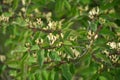 Honeysuckle Lonicera blooms in nature Royalty Free Stock Photo