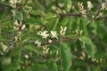 Honeysuckle Lonicera blooms in nature Royalty Free Stock Photo