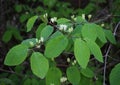 Honeysuckle (Lonicera) blooms in nature Royalty Free Stock Photo